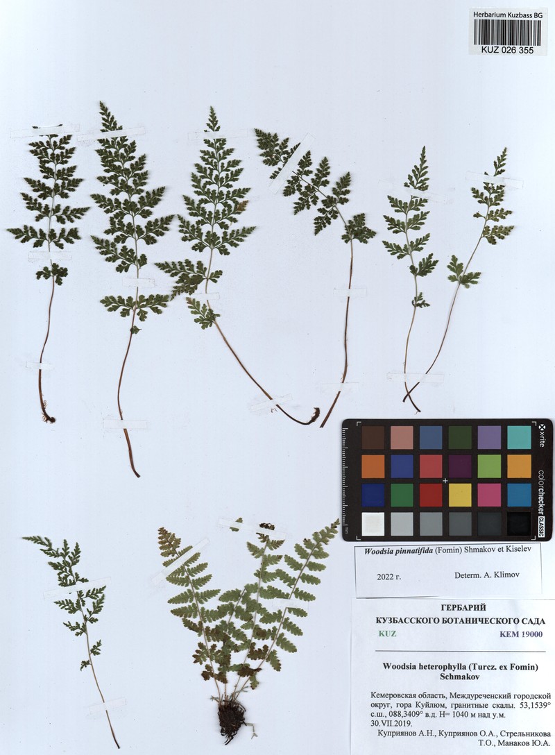 Woodsia glabella subsp. asplenioides