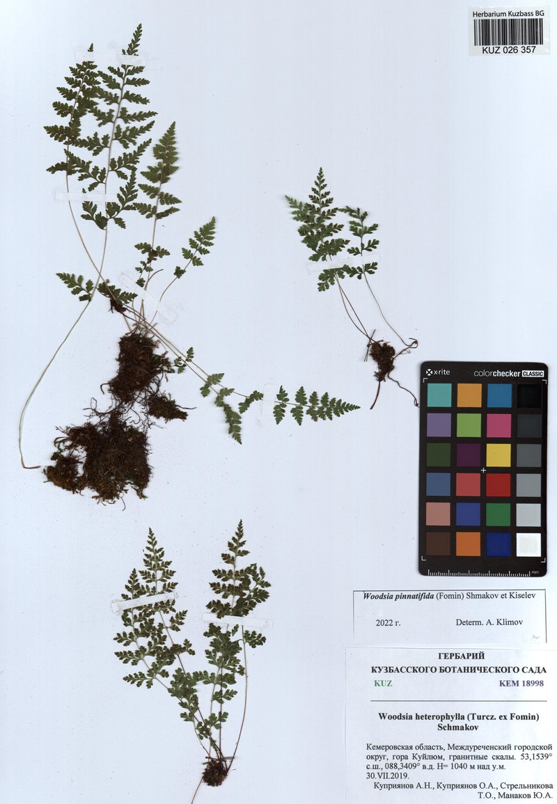 Woodsia glabella subsp. asplenioides photo 2