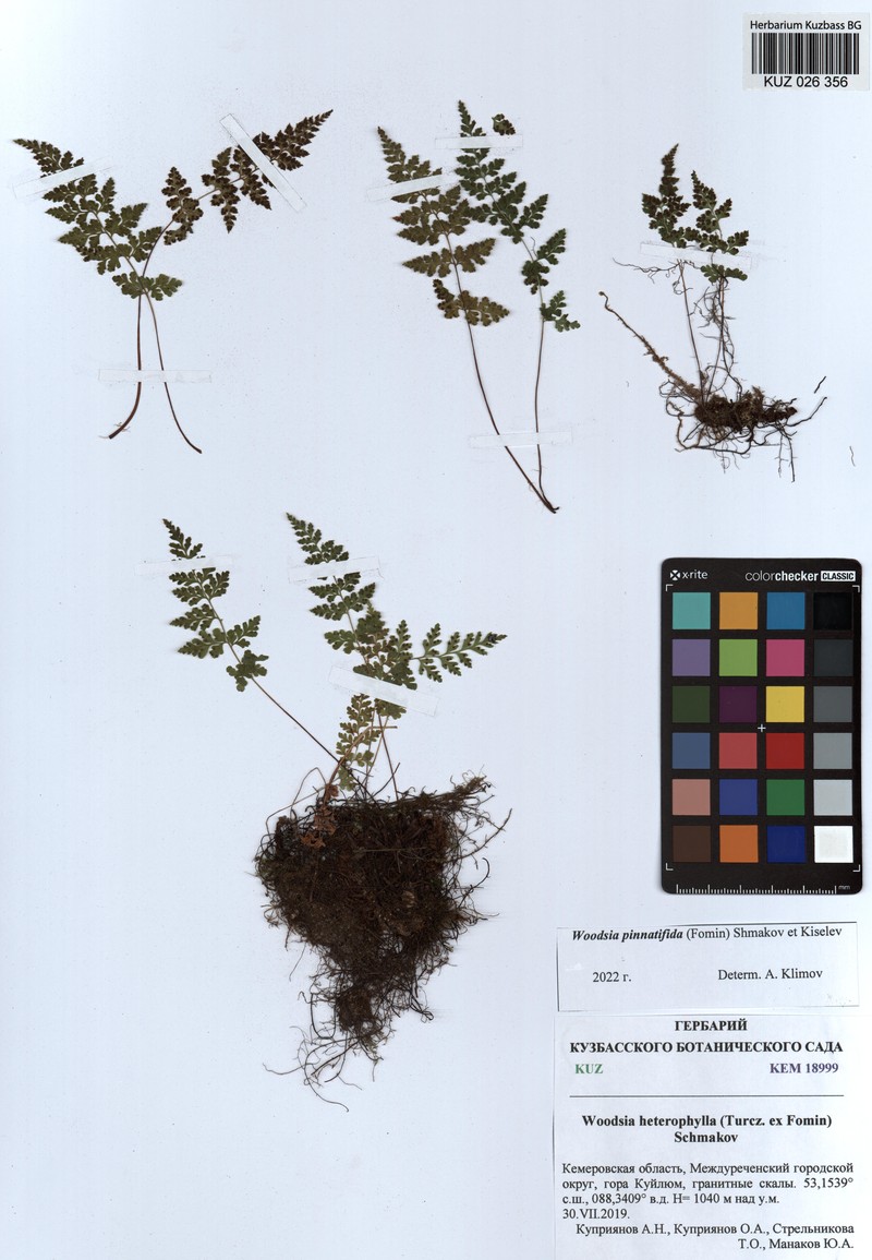 Woodsia glabella subsp. asplenioides photo 3