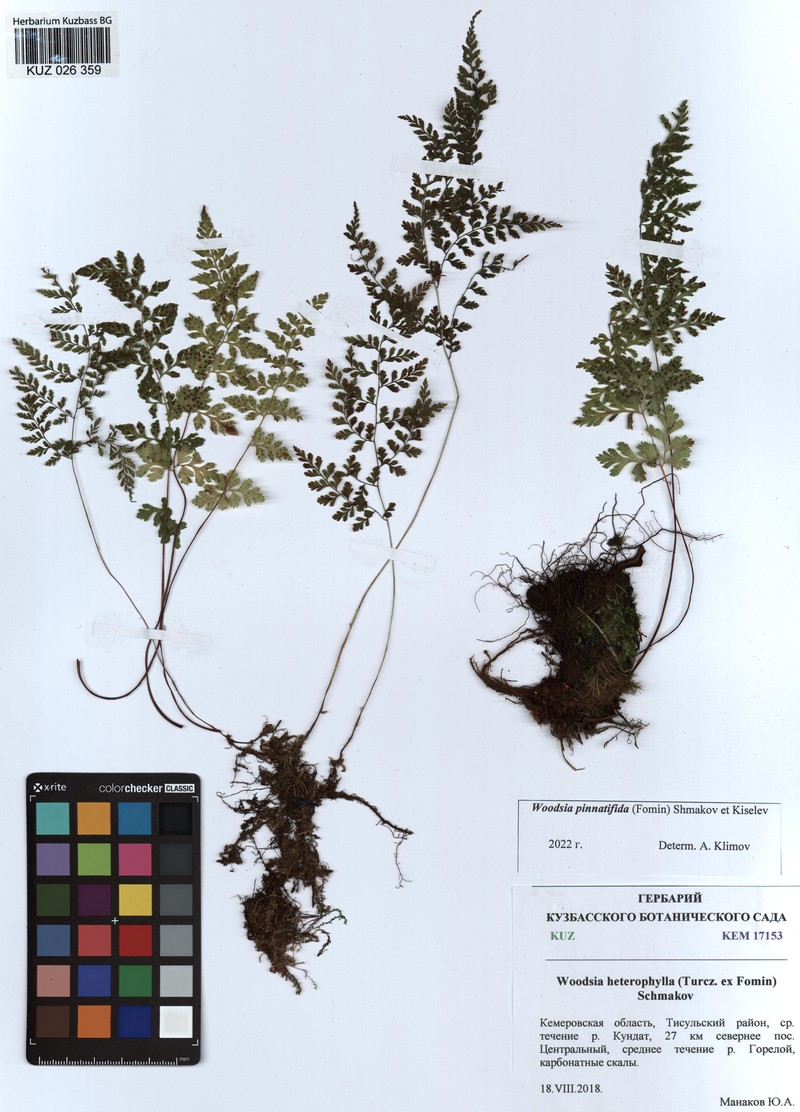 Woodsia glabella subsp. asplenioides photo 4