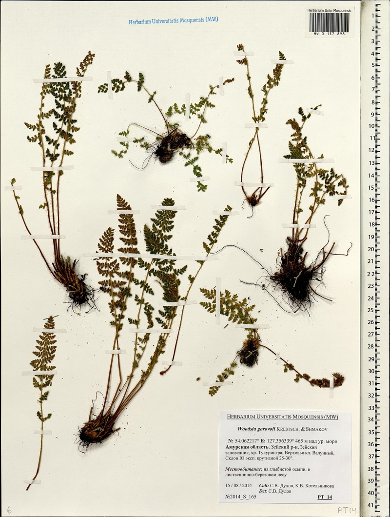 Woodsia gorovoii