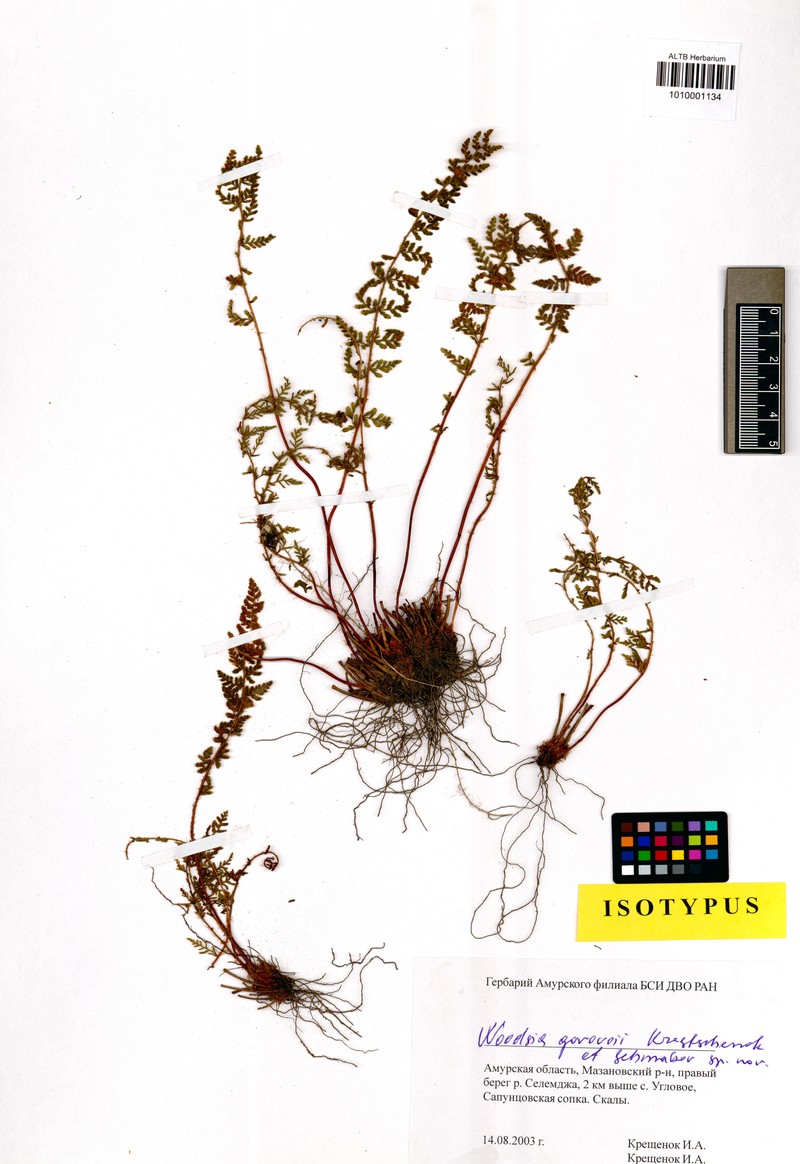 Woodsia gorovoii photo 2