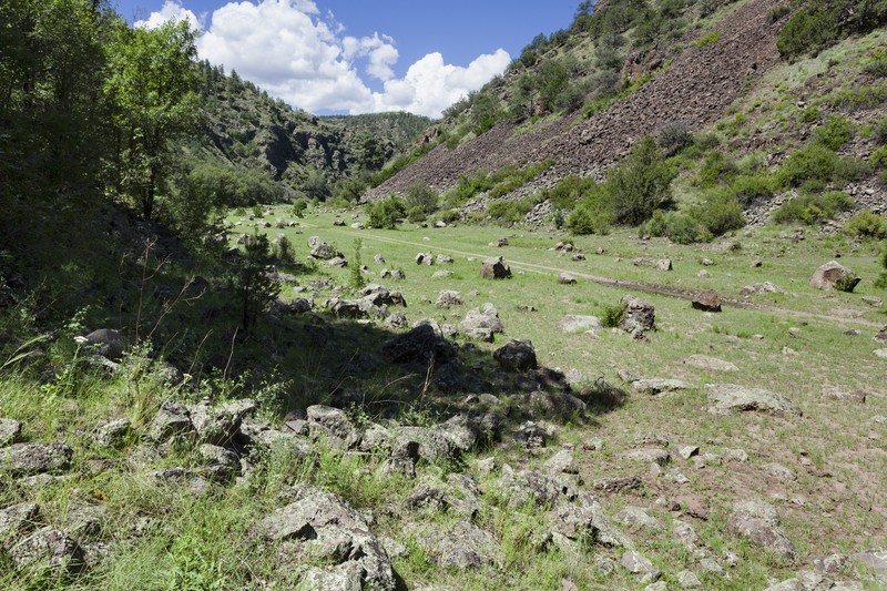 Cliff Fern photo 2