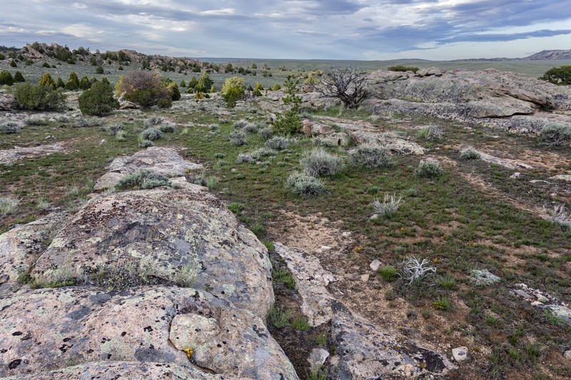 Cliff Fern photo 3