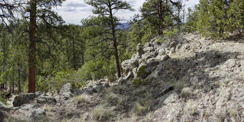 Cliff Fern photo 5