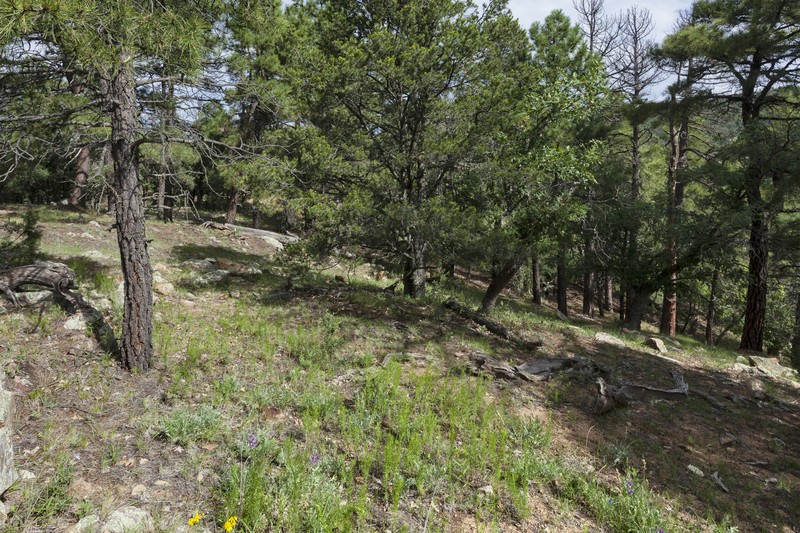 Cliff Fern photo 6