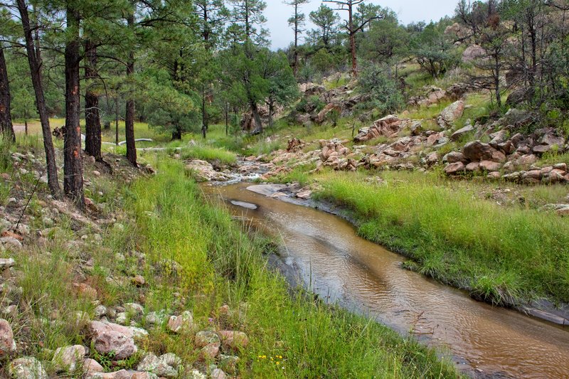 Cliff Fern photo 7