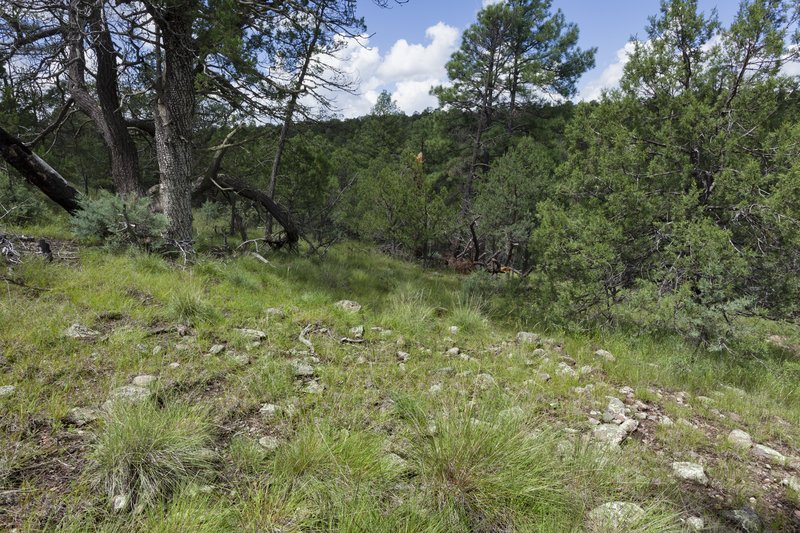 Cliff Fern photo 8