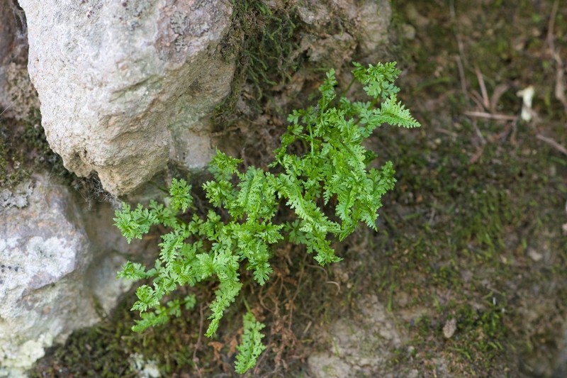 Woodsia hancockii