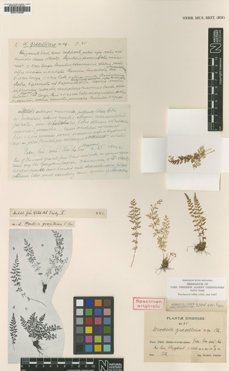 Woodsia hancockii photo 3