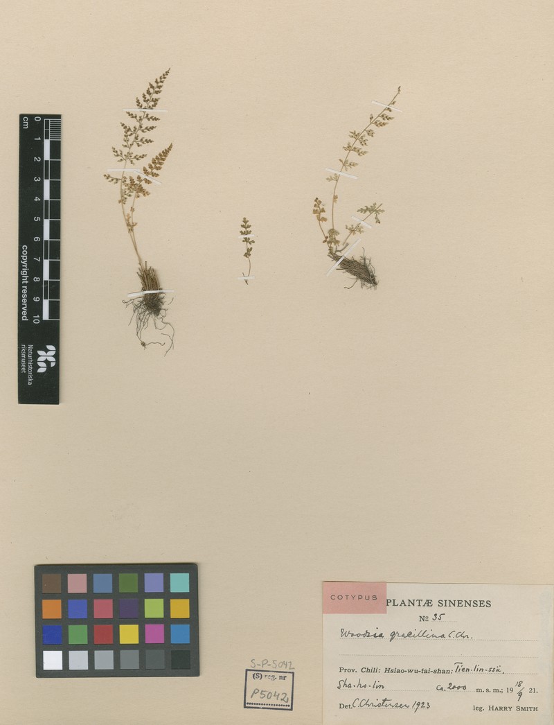 Woodsia hancockii photo 4
