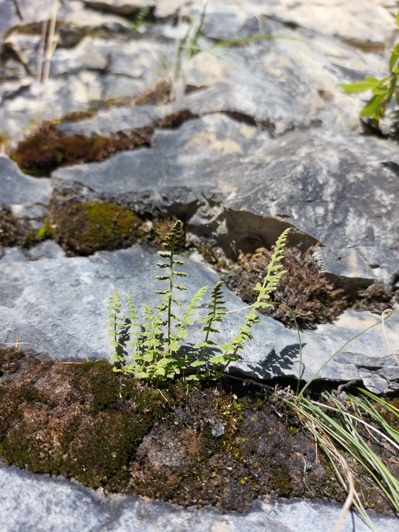 Woodsia heterophylla