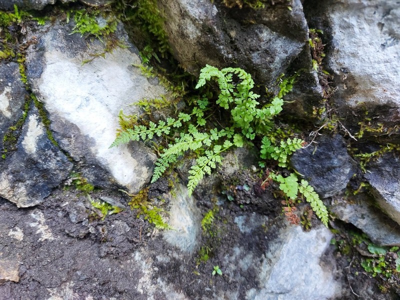 Woodsia heterophylla photo 2