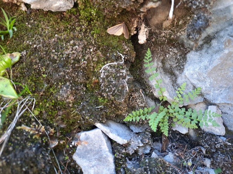 Woodsia heterophylla photo 3