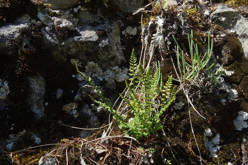 Woodsia heterophylla photo 4