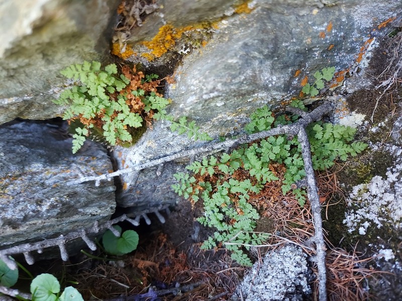 Woodsia heterophylla photo 5
