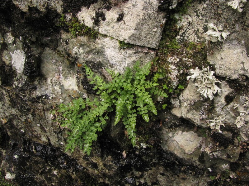 Woodsia heterophylla photo 6