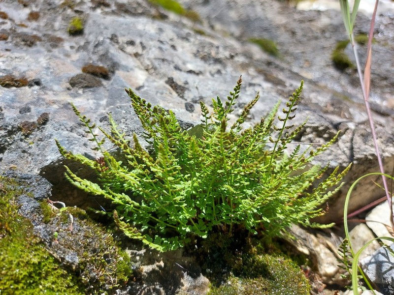Woodsia heterophylla photo 7