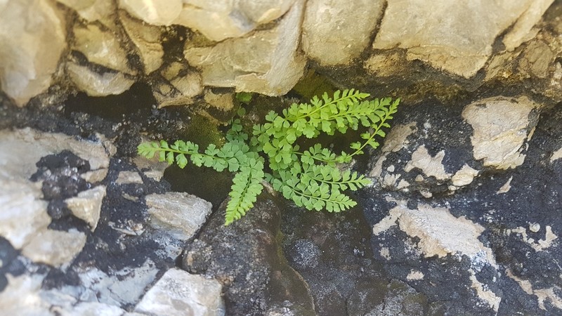 Woodsia heterophylla photo 8