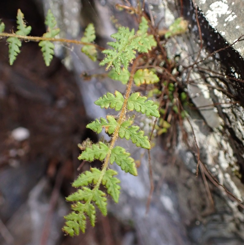 Rusty Woodsia photo 2