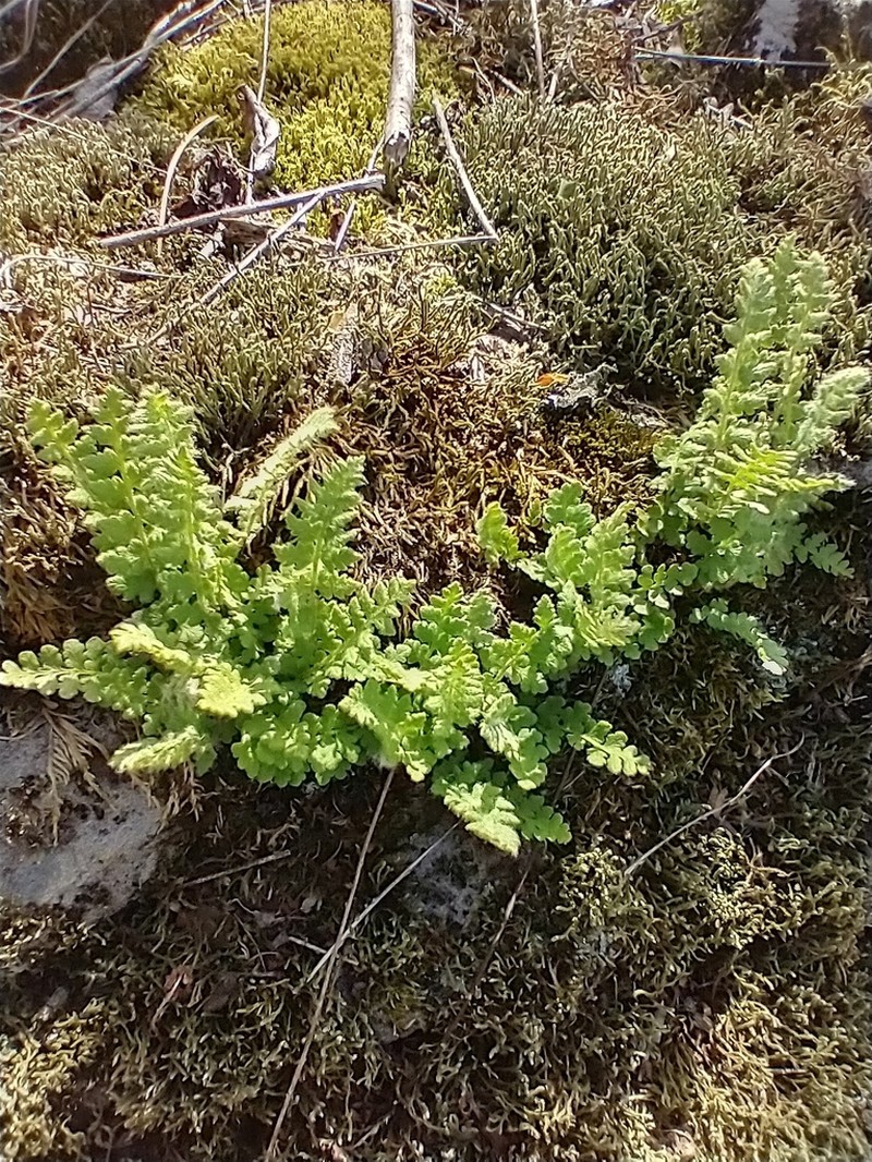 Rusty Woodsia photo 3