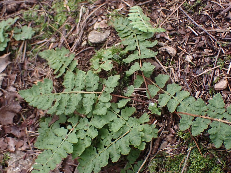 Rusty Woodsia photo 4