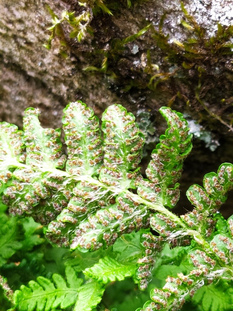 Rusty Woodsia photo 5