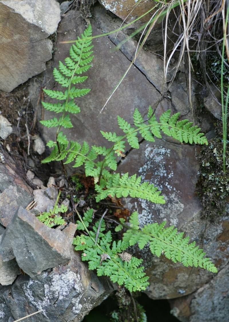 Rusty Woodsia photo 6
