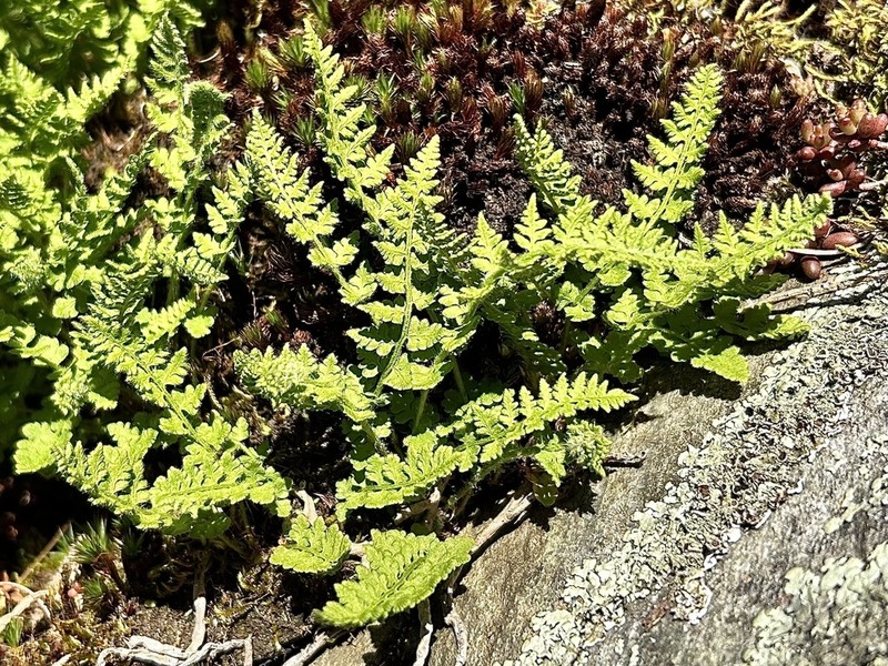 Rusty Woodsia photo 7