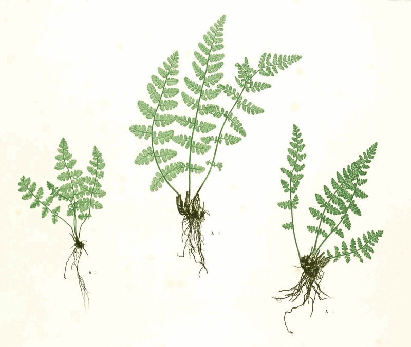 Rusty Woodsia