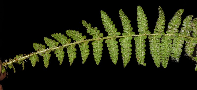 Woodsia indusiosa