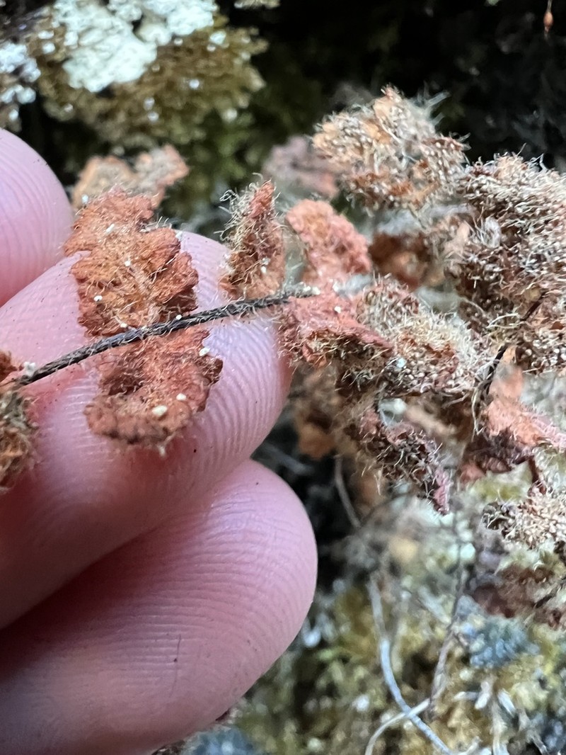 Woodsia lanosa