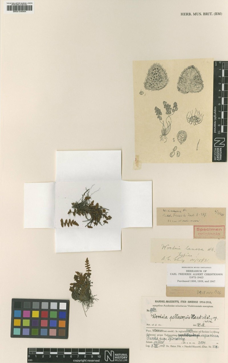 Woodsia lanosa photo 2