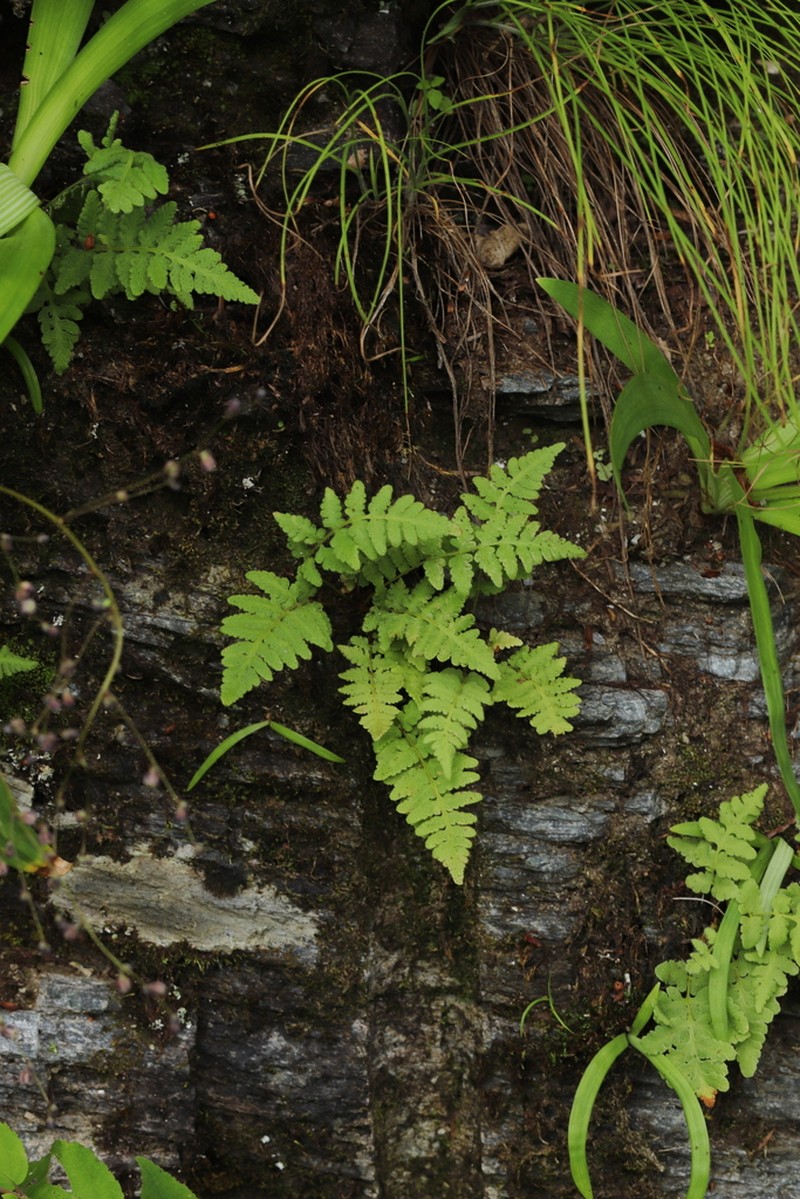 Woodsia macrochlaena