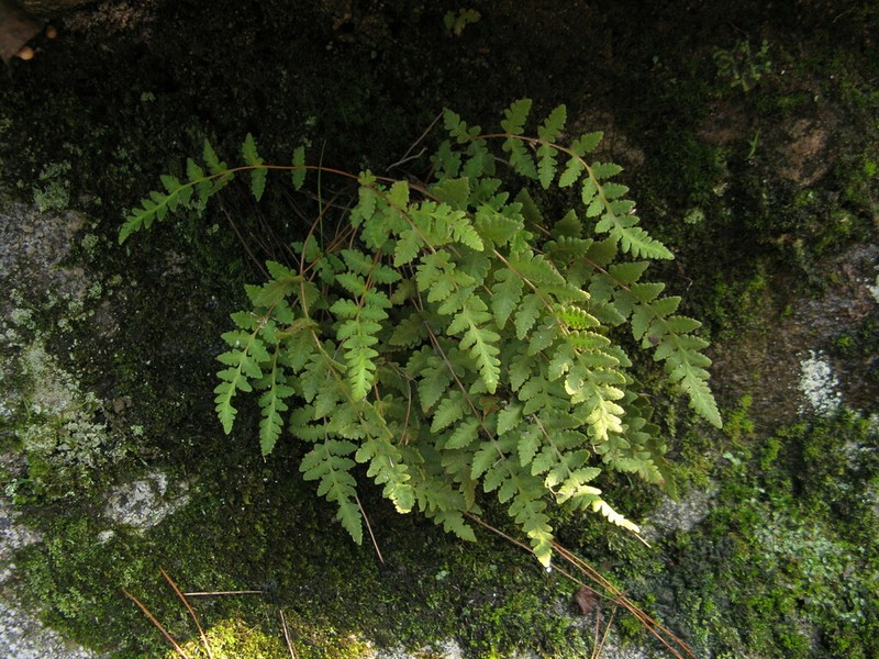 Woodsia macrochlaena photo 2