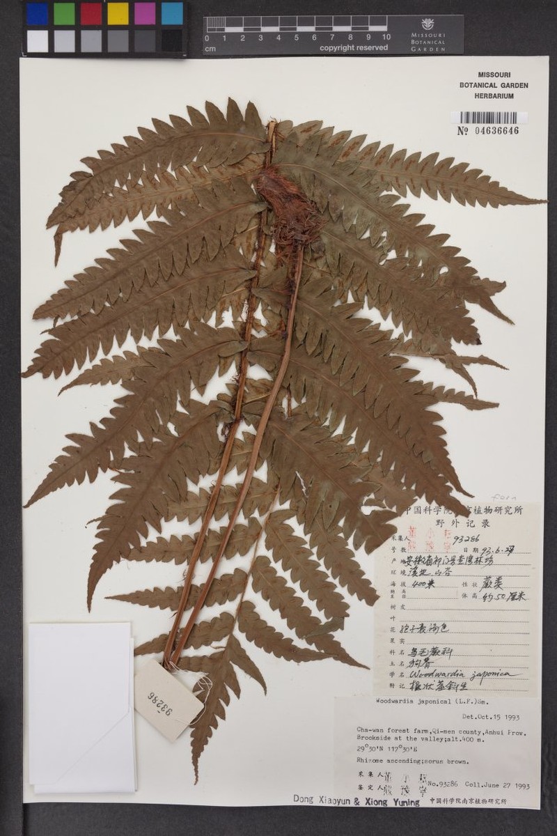 Woodsia macrochlaena photo 3