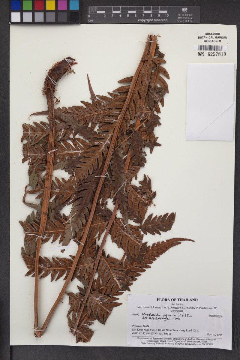Woodsia macrochlaena photo 4