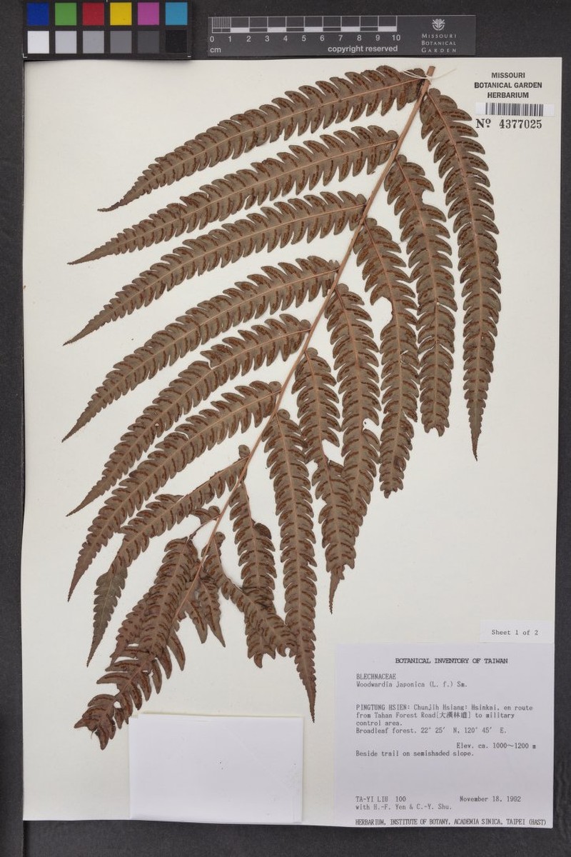 Woodsia macrochlaena photo 5