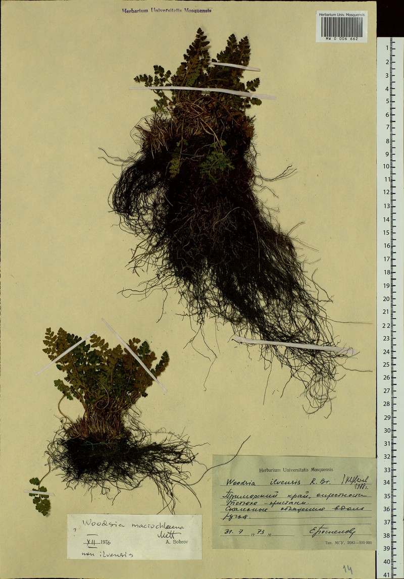 Woodsia macrochlaena photo 6