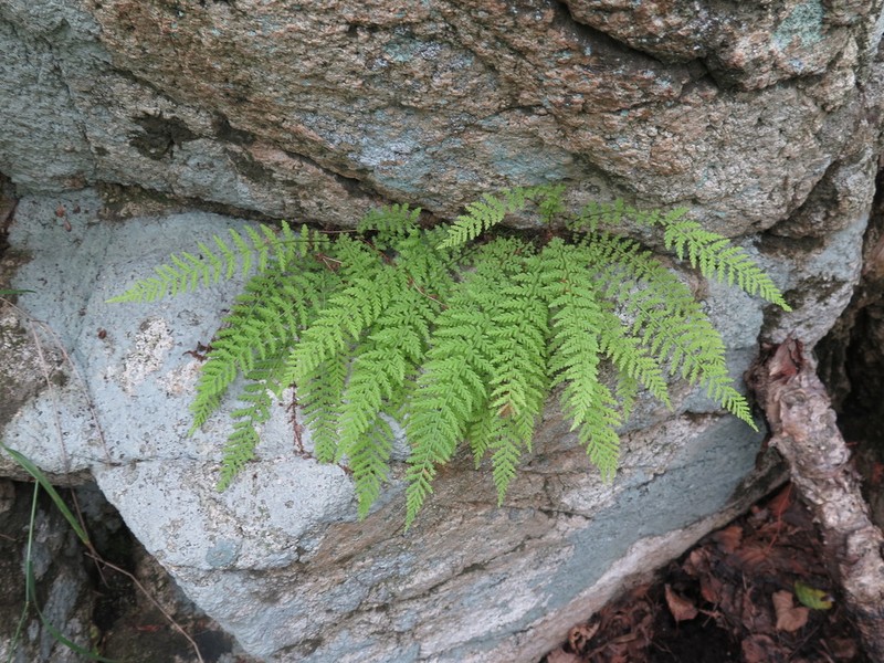 Woodsia manchuriensis