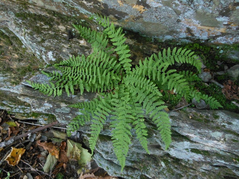 Woodsia manchuriensis photo 2