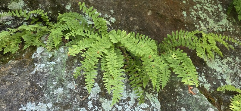 Woodsia manchuriensis photo 3