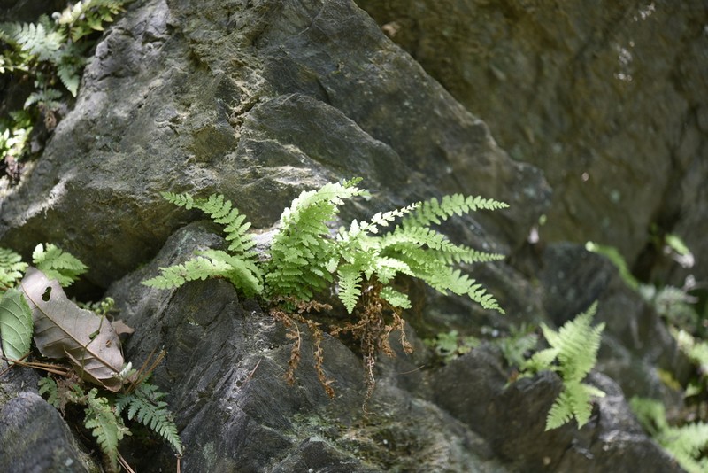 Woodsia manchuriensis photo 4