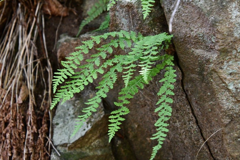 Woodsia manchuriensis photo 5