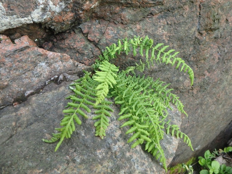 Woodsia manchuriensis photo 6
