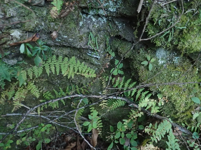 Woodsia manchuriensis photo 7