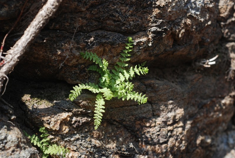 Woodsia manchuriensis photo 8