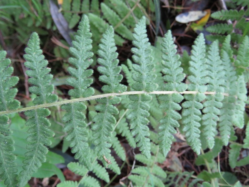 Woodsia mollis