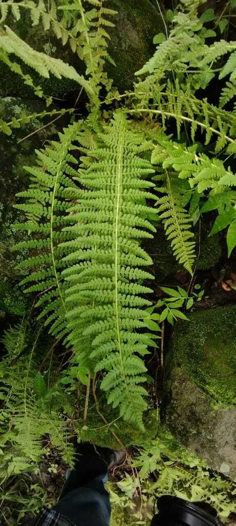 Woodsia mollis photo 2