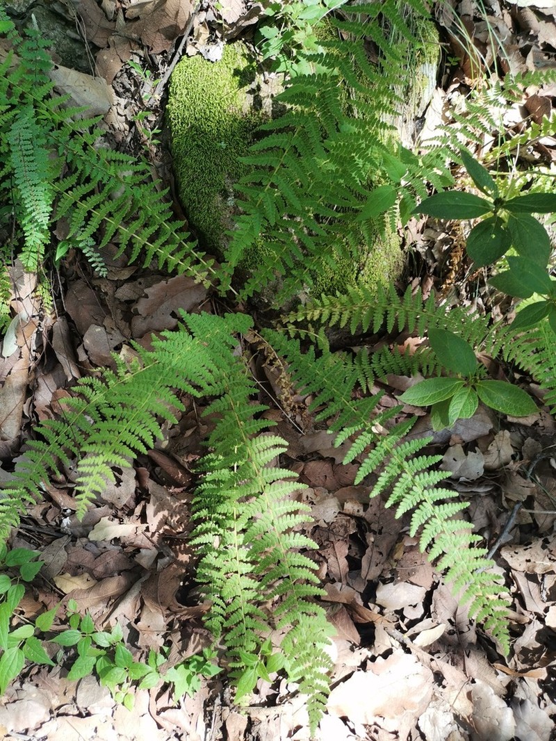 Woodsia mollis photo 3